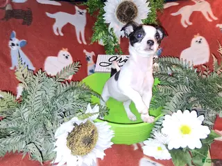 Jack Chi dogs for sale: "Cow"Bella - Ad 3