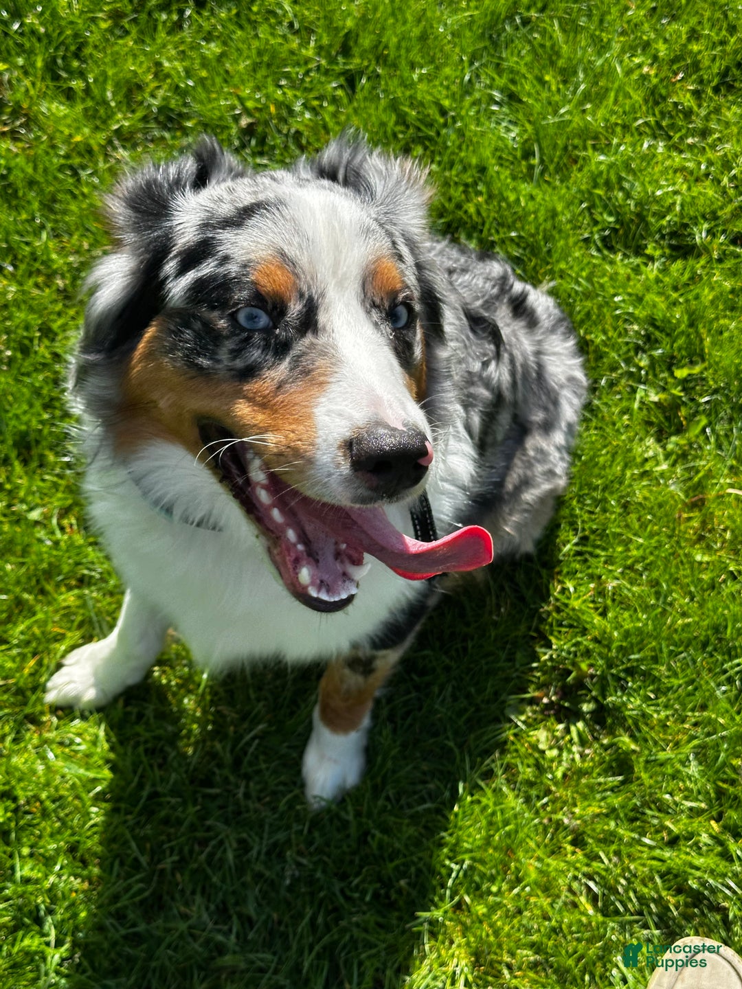 Mixed Breed dogs for sale: Soy Bean - Ad 3