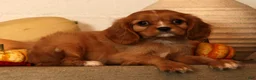 Cavalier King Charles Spaniel dogs for sale: Bella - Ad 7