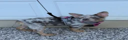 French Bulldog dogs for sale: Sophie - Ad 3