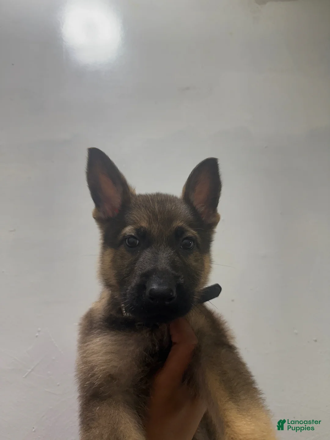 German Shepherd dogs for sale: German Shepherd Puppy 1 - Ad 2