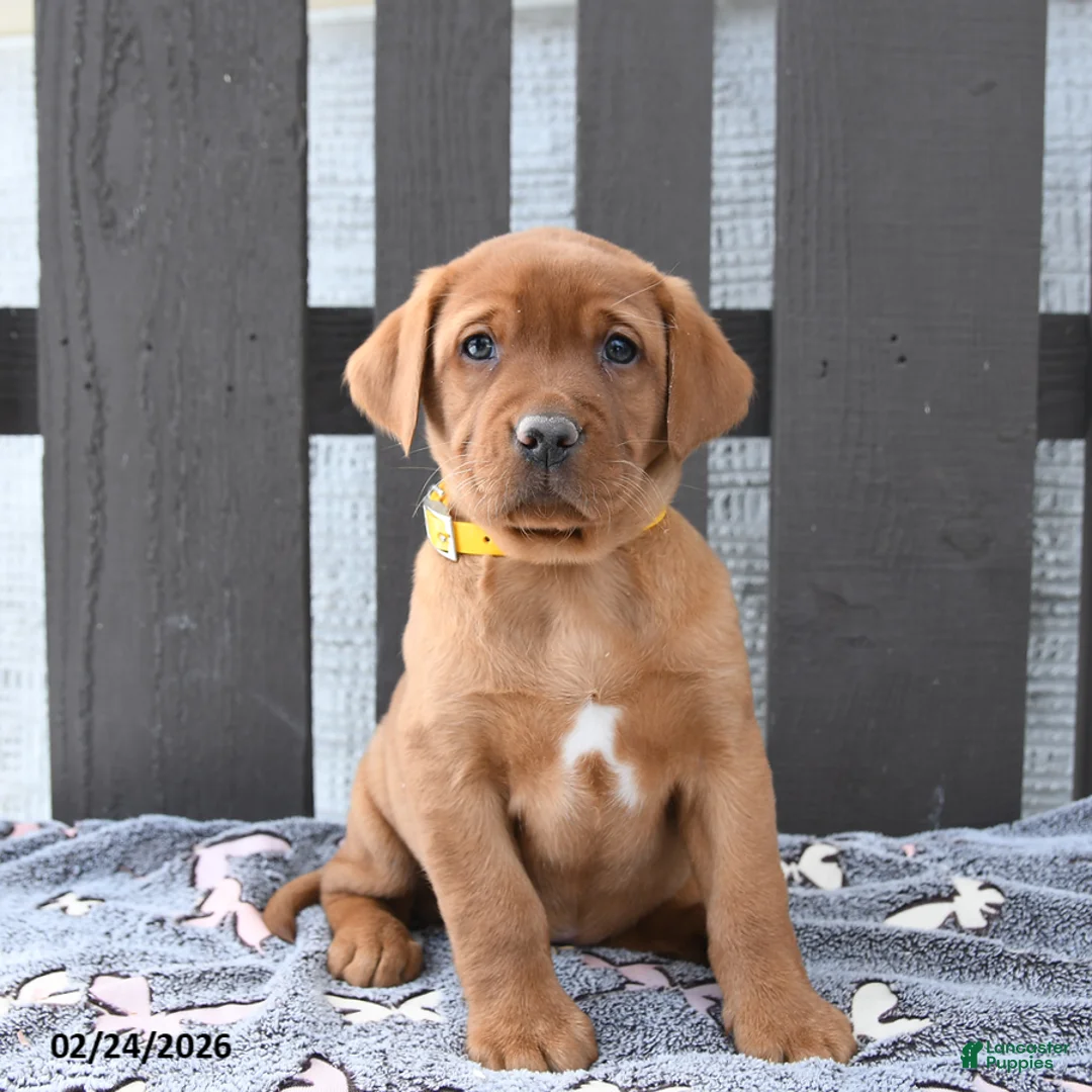 Labrador Retriever dogs for sale: Saffron - Ad 1