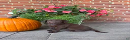 Labrador Retriever dogs for sale: Maverick - Ad 2