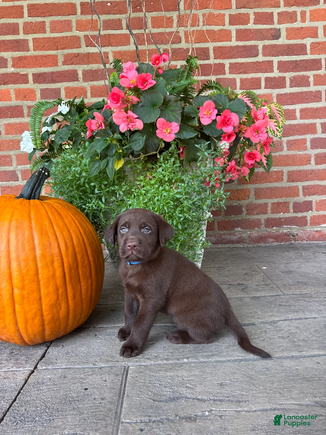 Labrador Retriever dogs for sale: Maverick - Ad 2