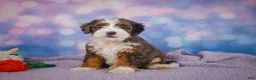 Mini Bernedoodle dogs for sale: Shelby - Ad 5