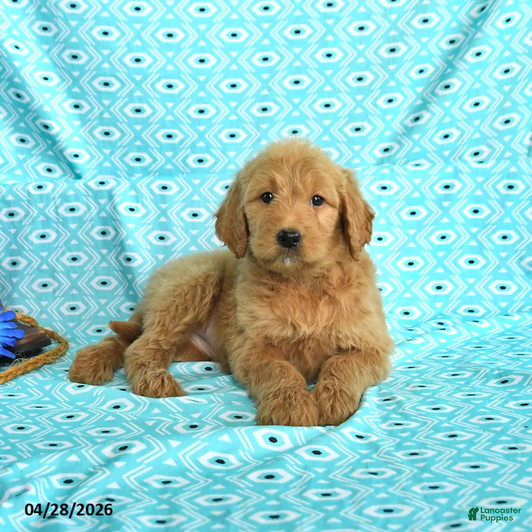 Goldendoodle dogs for sale: Monica - Ad 1