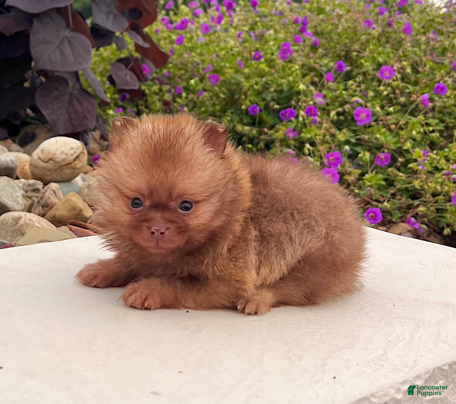 Pomeranian dogs Benny - Ad 2