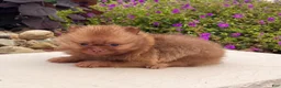 Pomeranian dogs for sale: Benny - Ad 2