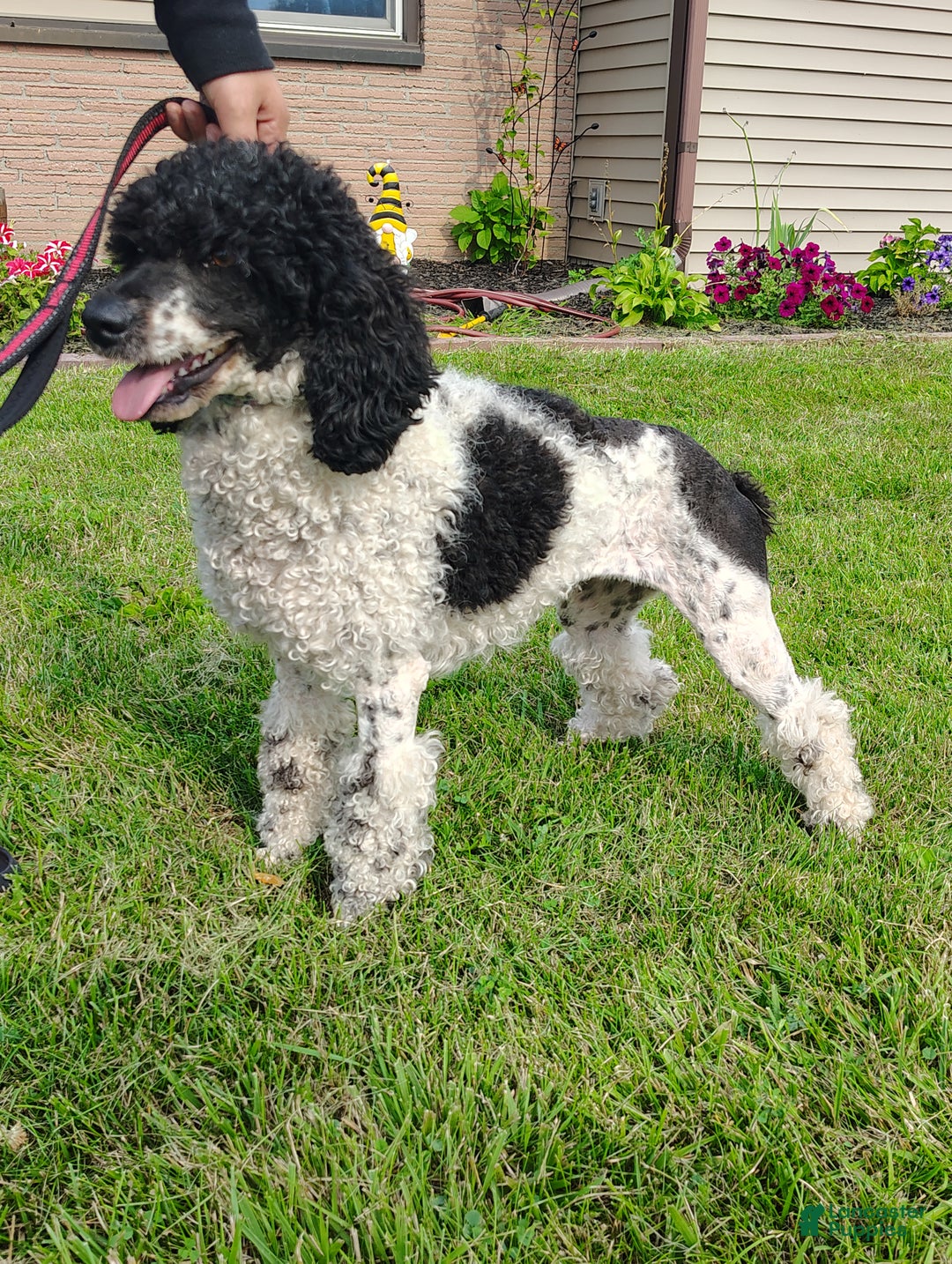 Miniature Poodle dogs for sale: Mr Wilson - Ad 10