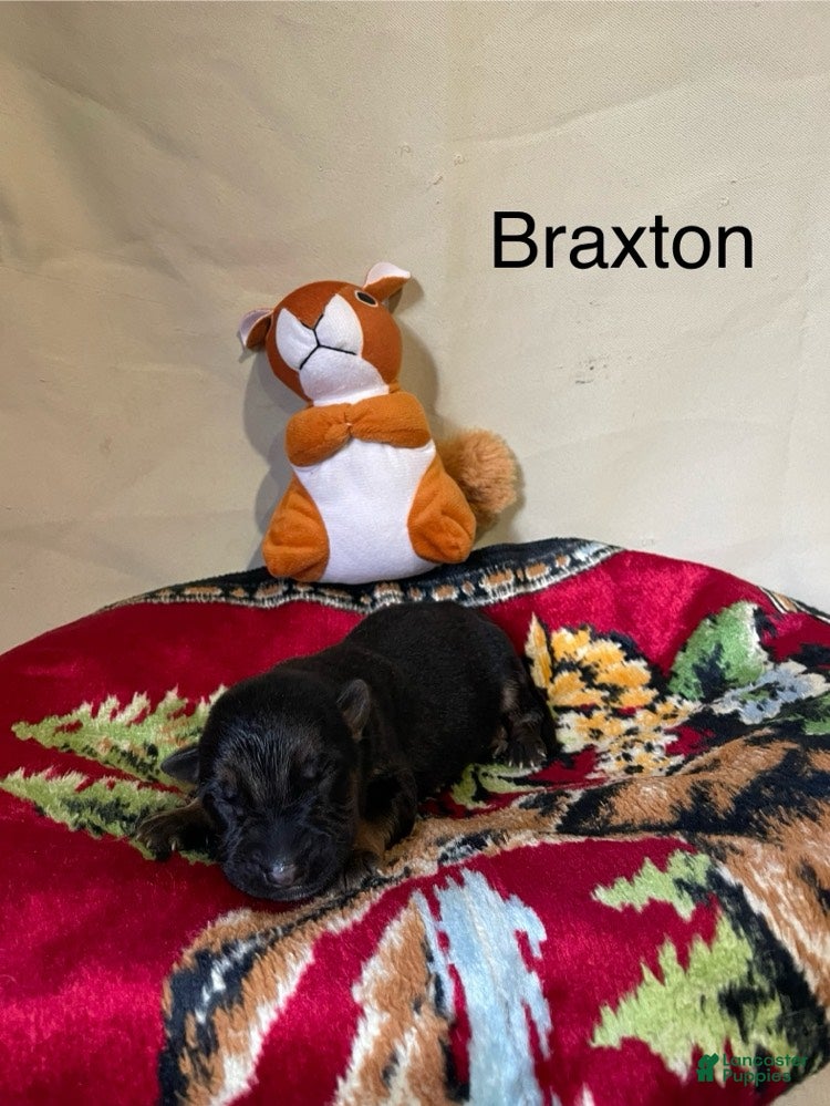 German Shepherd dogs Braxton - Ad 2