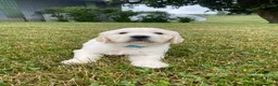 Golden Retriever dogs for sale: Huey - Ad 4