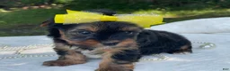 Yorkshire Terrier dogs for sale:  Raine - Ad 2