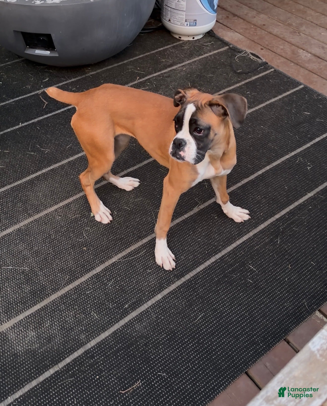 Boxer dogs Minnie - Ad 1