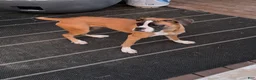 Boxer dogs for sale: Minnie - Ad 1