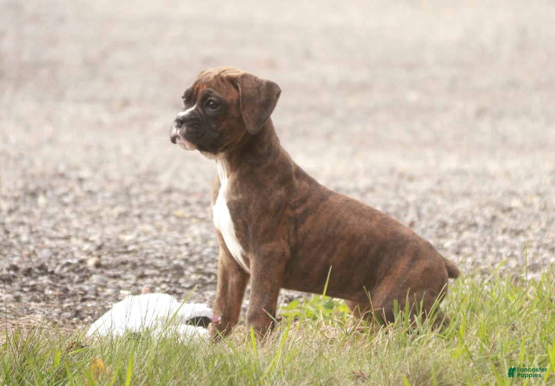 Boxer dogs for sale: Boxer Puppy 4 - Ad 4