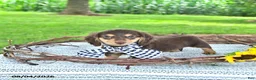 Miniature Dachshund dogs for sale: Sarge - Ad 3