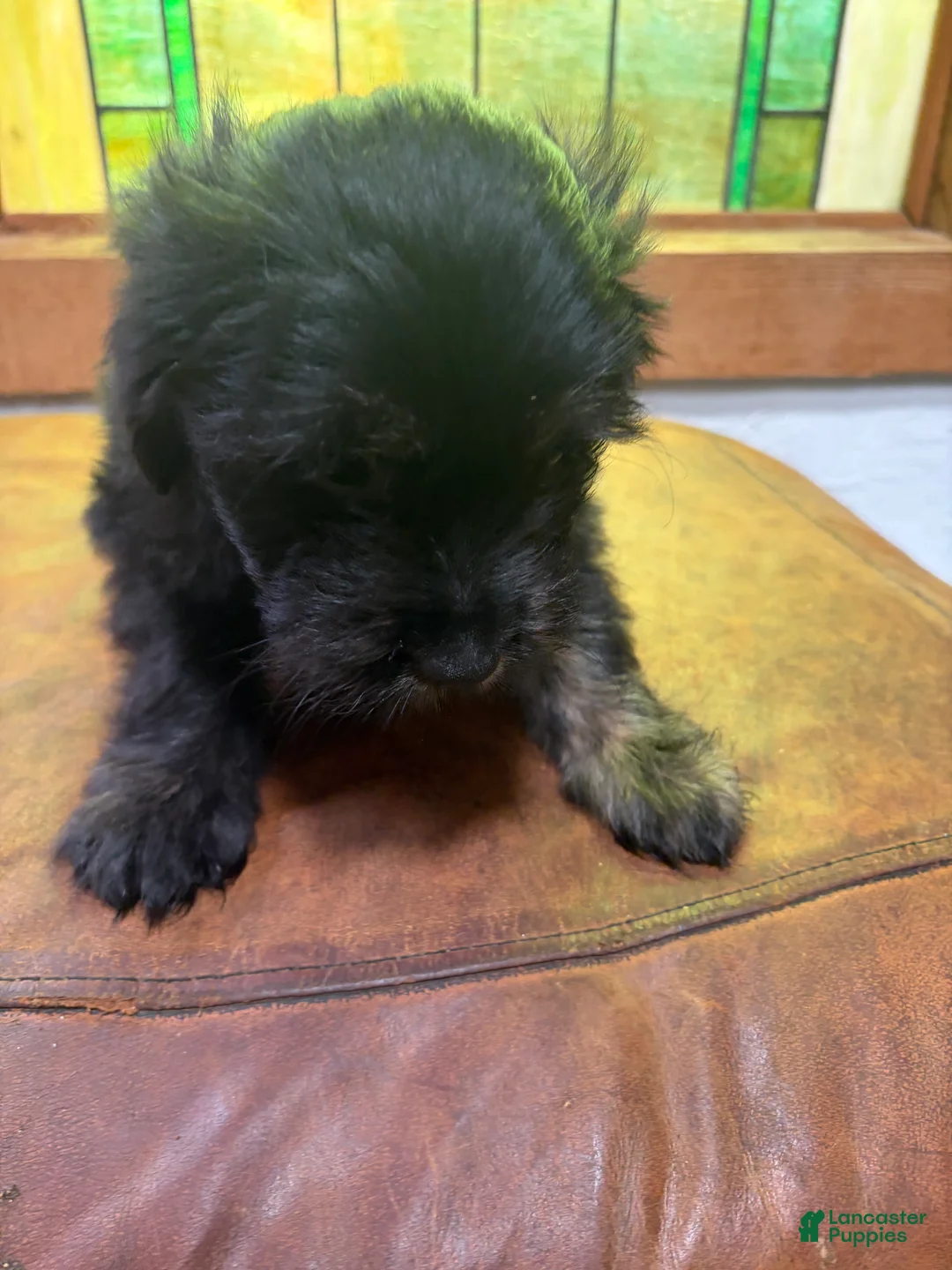 Mixed Breed dogs for sale: Violet  - Ad 2
