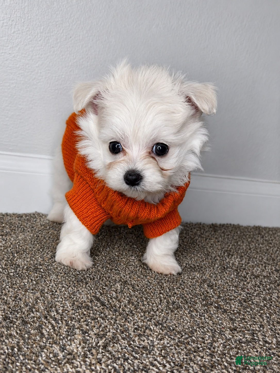 Maltipoo dogs Archie  - Ad 18