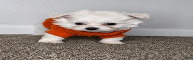 Archie 