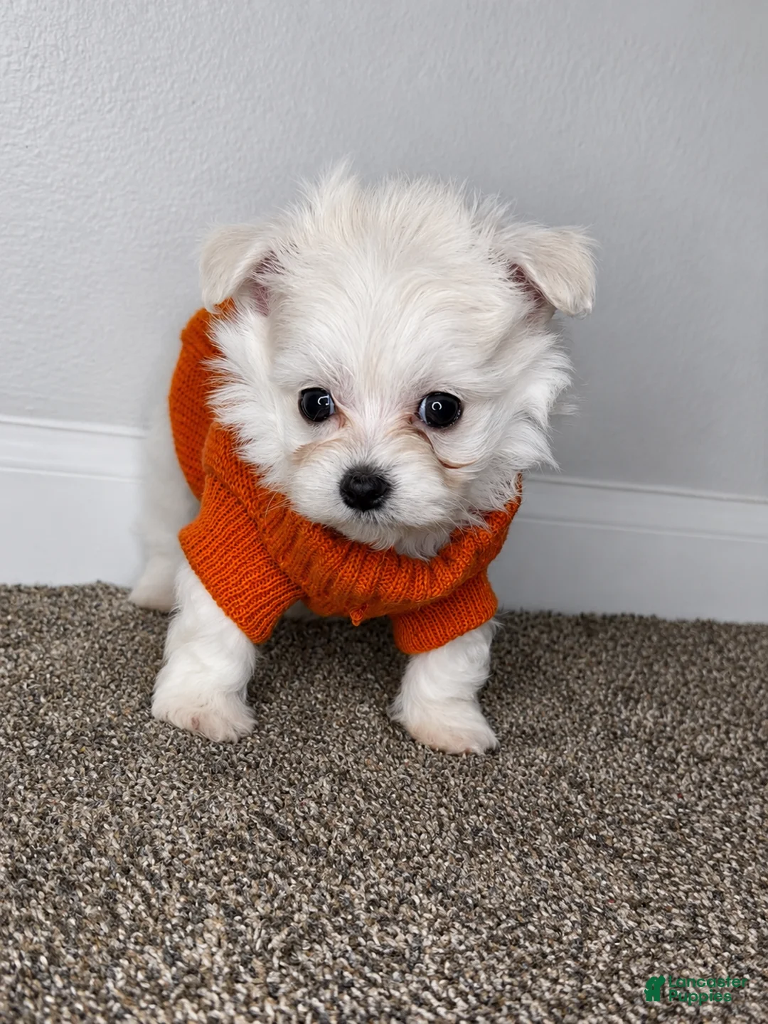 Maltipoo dogs for sale: Archie  - Ad 1