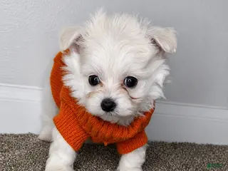 Maltipoo dogs Archie - Ad 17