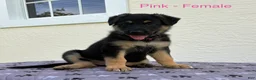 German Shepherd dogs for sale: Peach - Ad 2