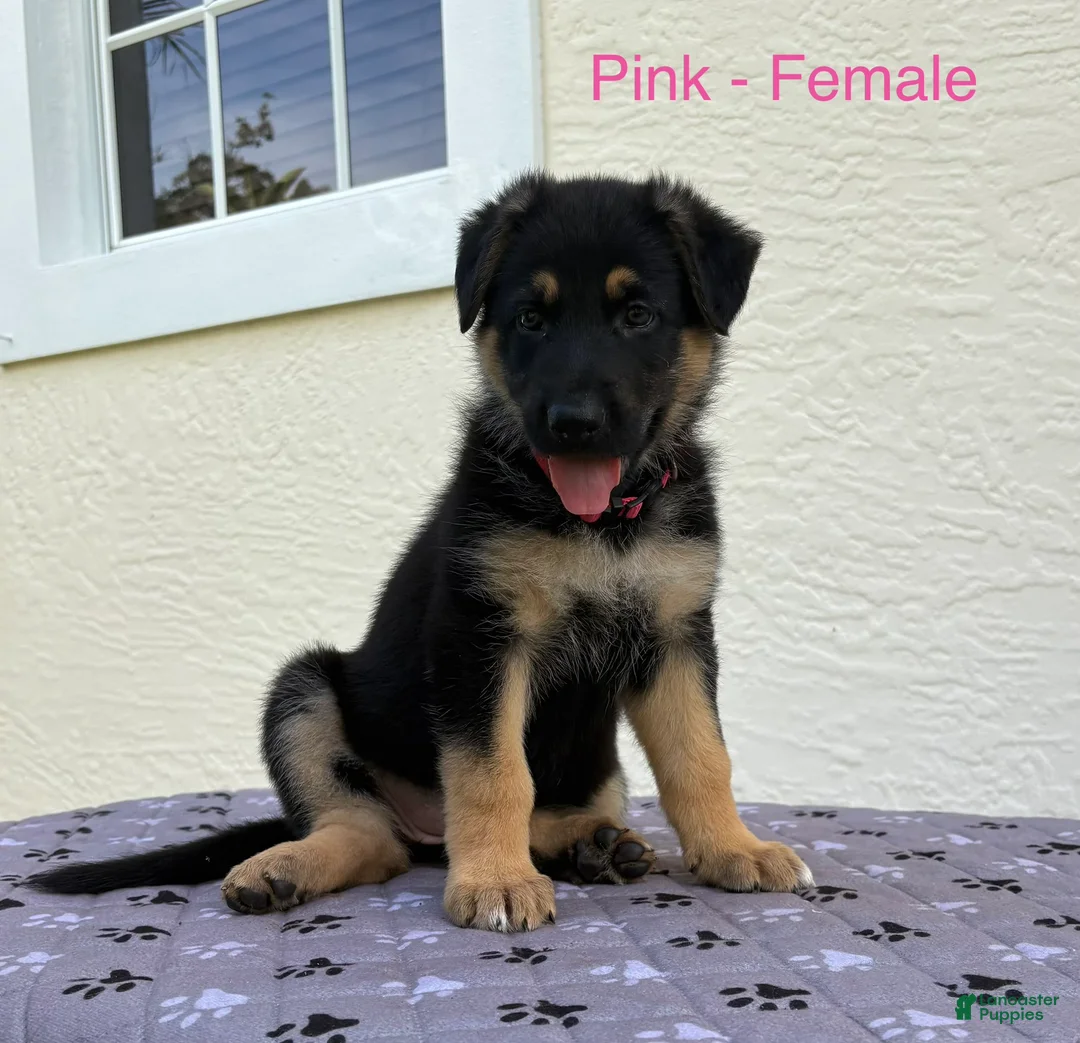 German Shepherd dogs for sale: Peach - Ad 2