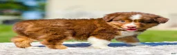 Miniature Australian Shepherd dogs for sale: Harper - Ad 4
