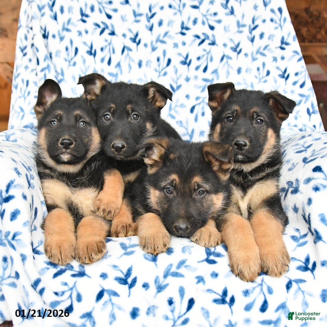 German Shepherd dogs for sale: Leo - Ad 5