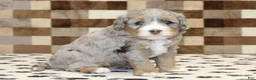 Mini Bernedoodle dogs for sale: Amber - Ad 3