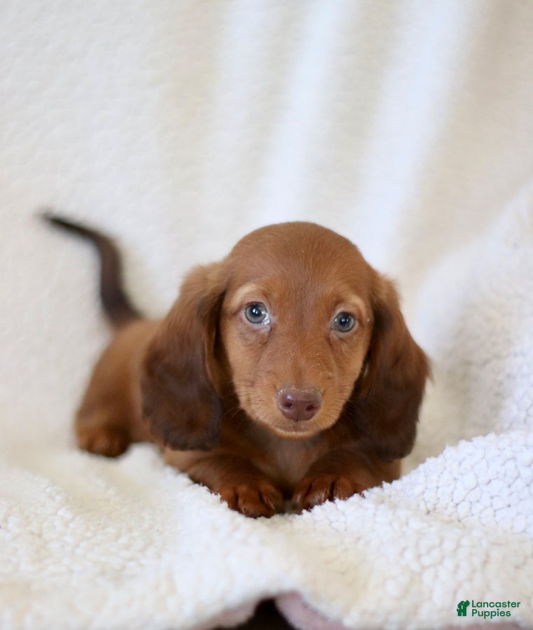 Miniature Dachshund dogs for sale: Walker - Ad 4
