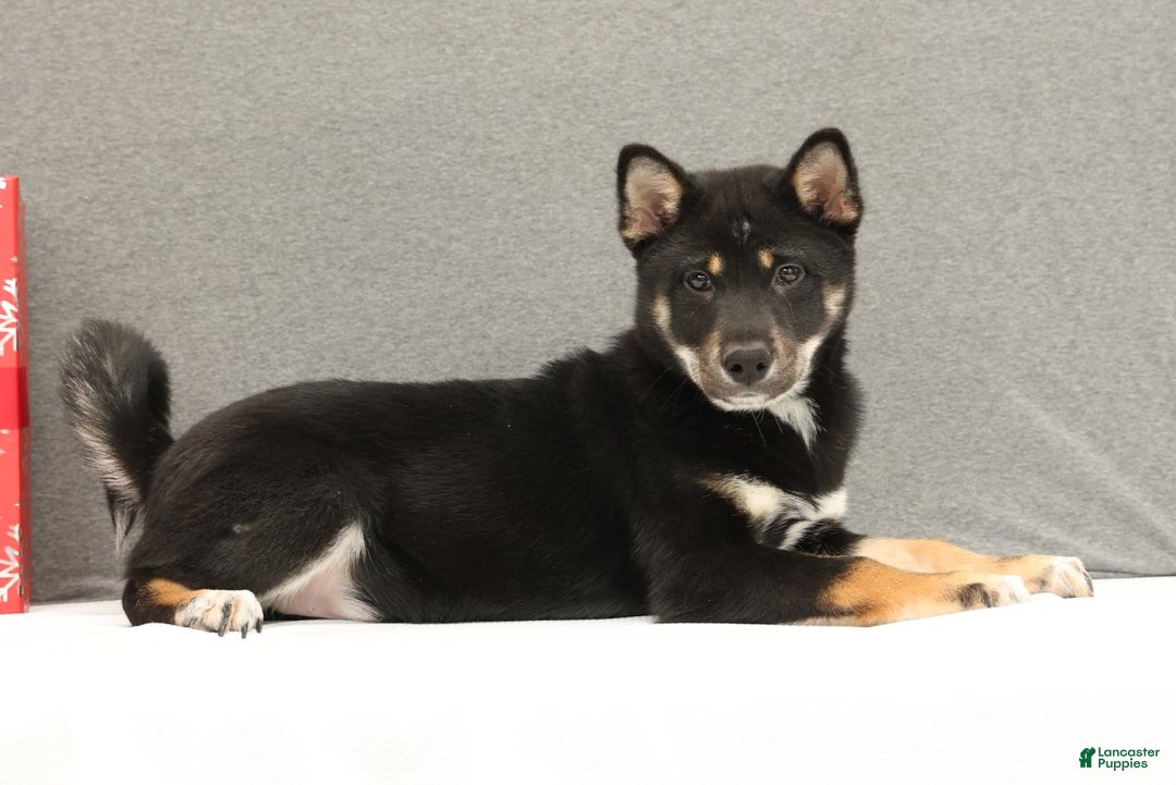 Shiba Inu dogs for sale: Ender - Ad 6