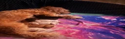 Havapoo dogs for sale: Havapoo Puppy 4 - Ad 5