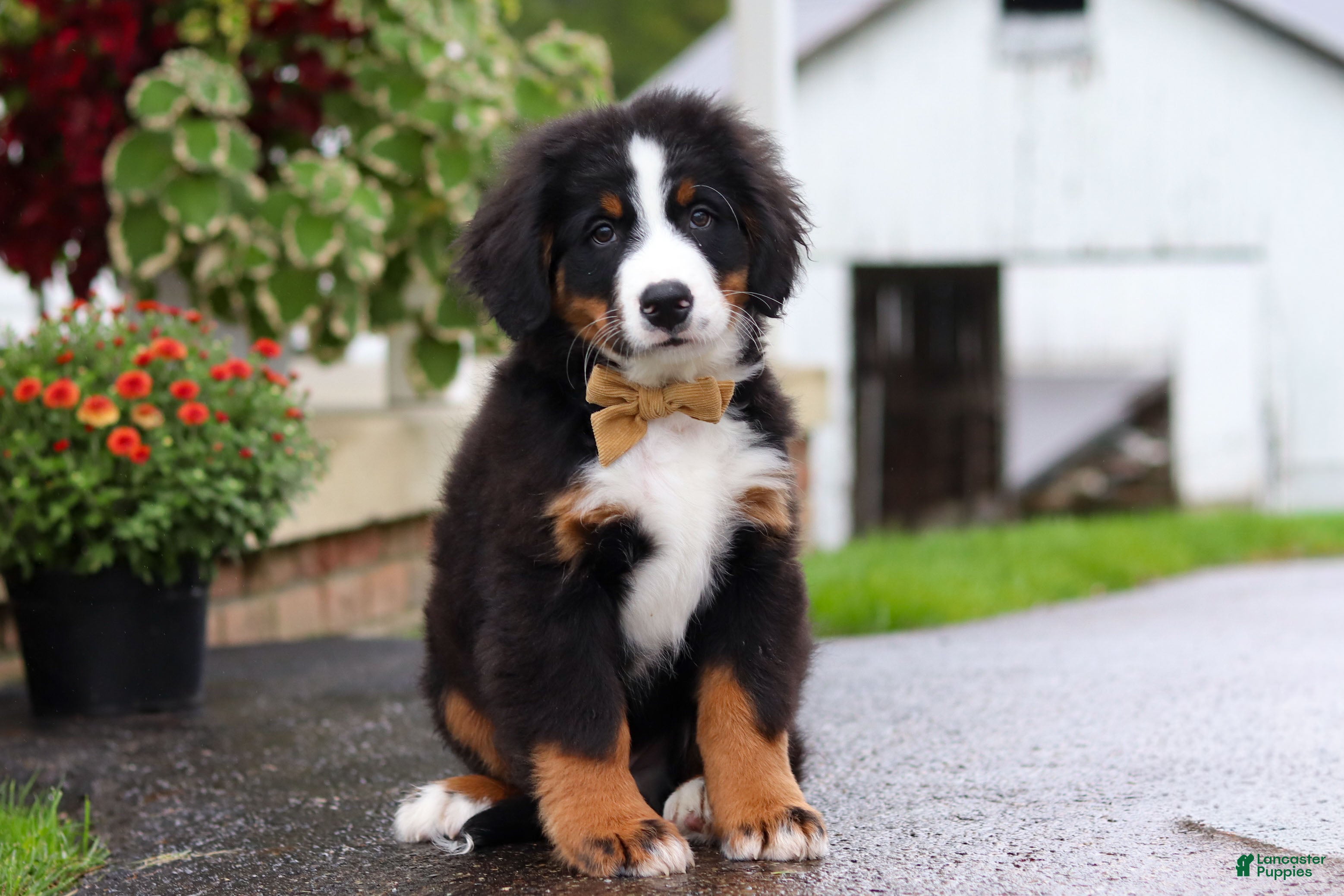 Miniature Bernese Mountain Dog dogs Kory - Ad 2