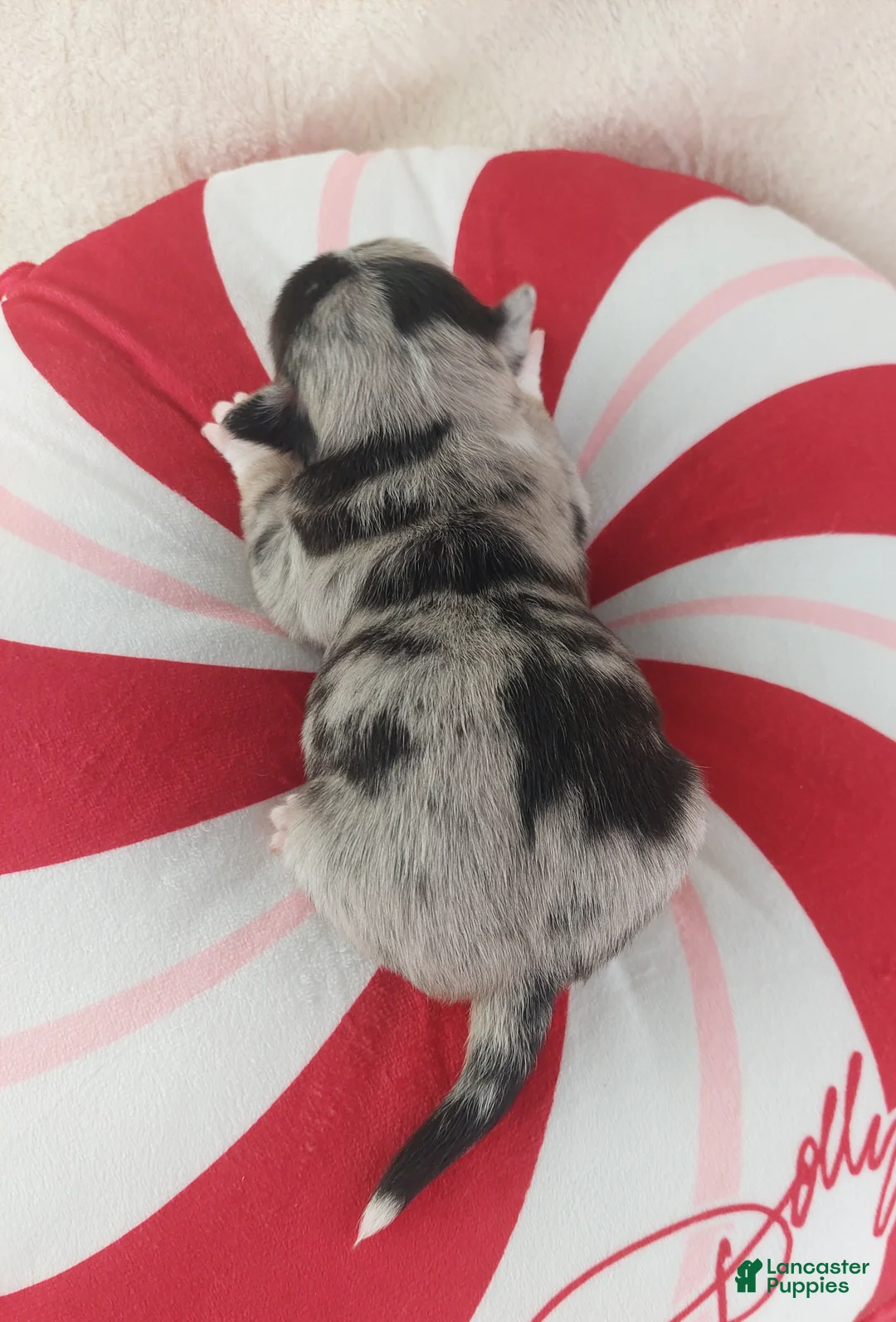 Chihuahua dogs for sale: Micah - Ad 5