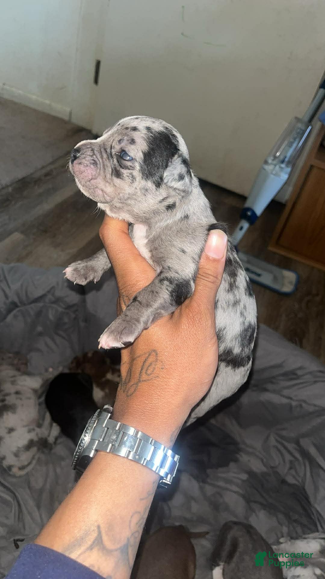 American Bully dogs American Bully Puppy 4 - Ad 40