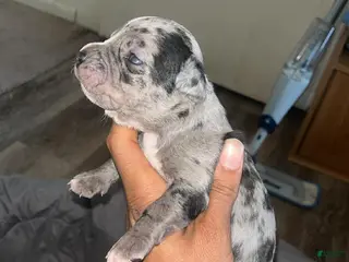 American Bully dogs American Bully Puppy 4 - Ad 41