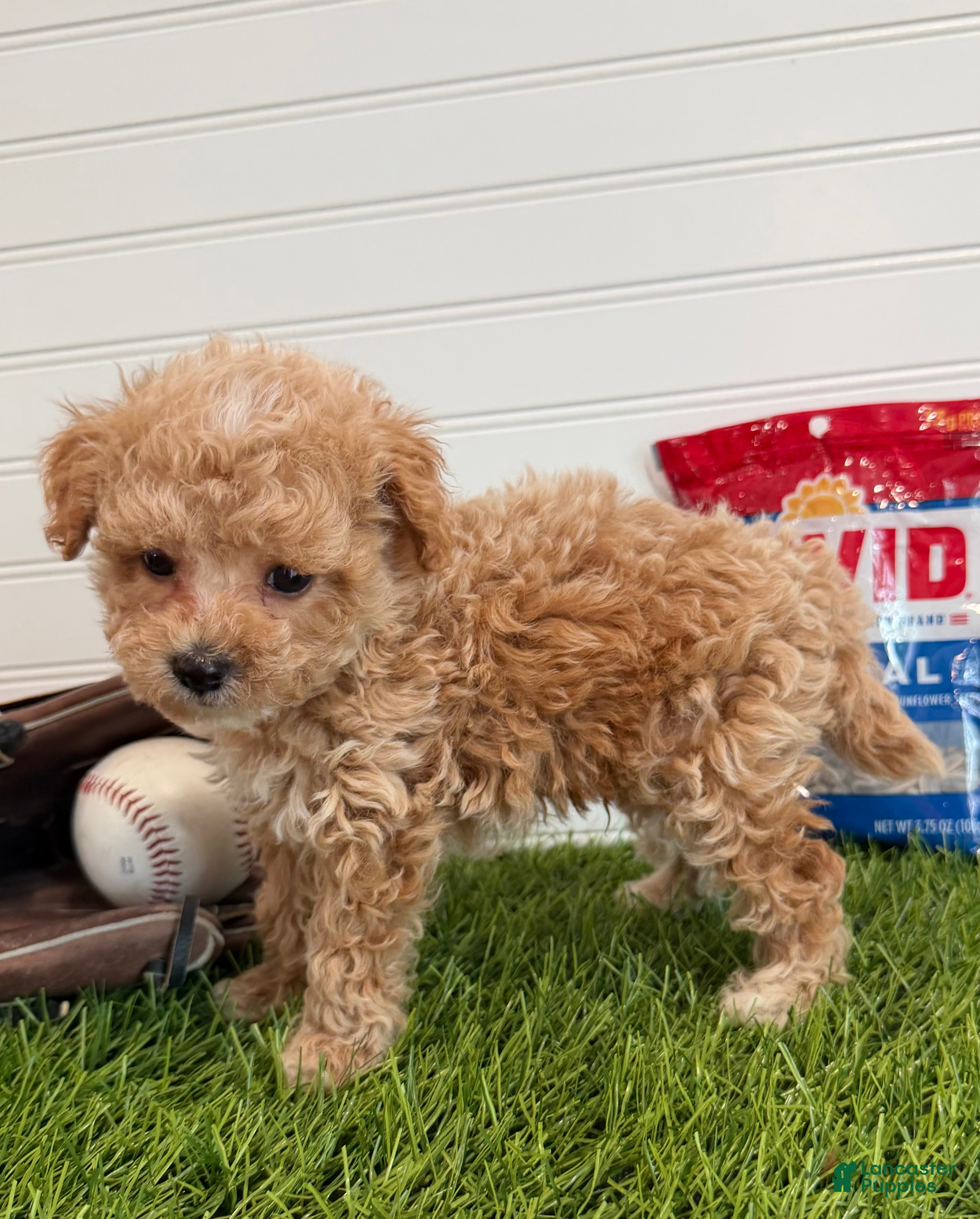 Cavapoo dogs Slugger - Ad 2