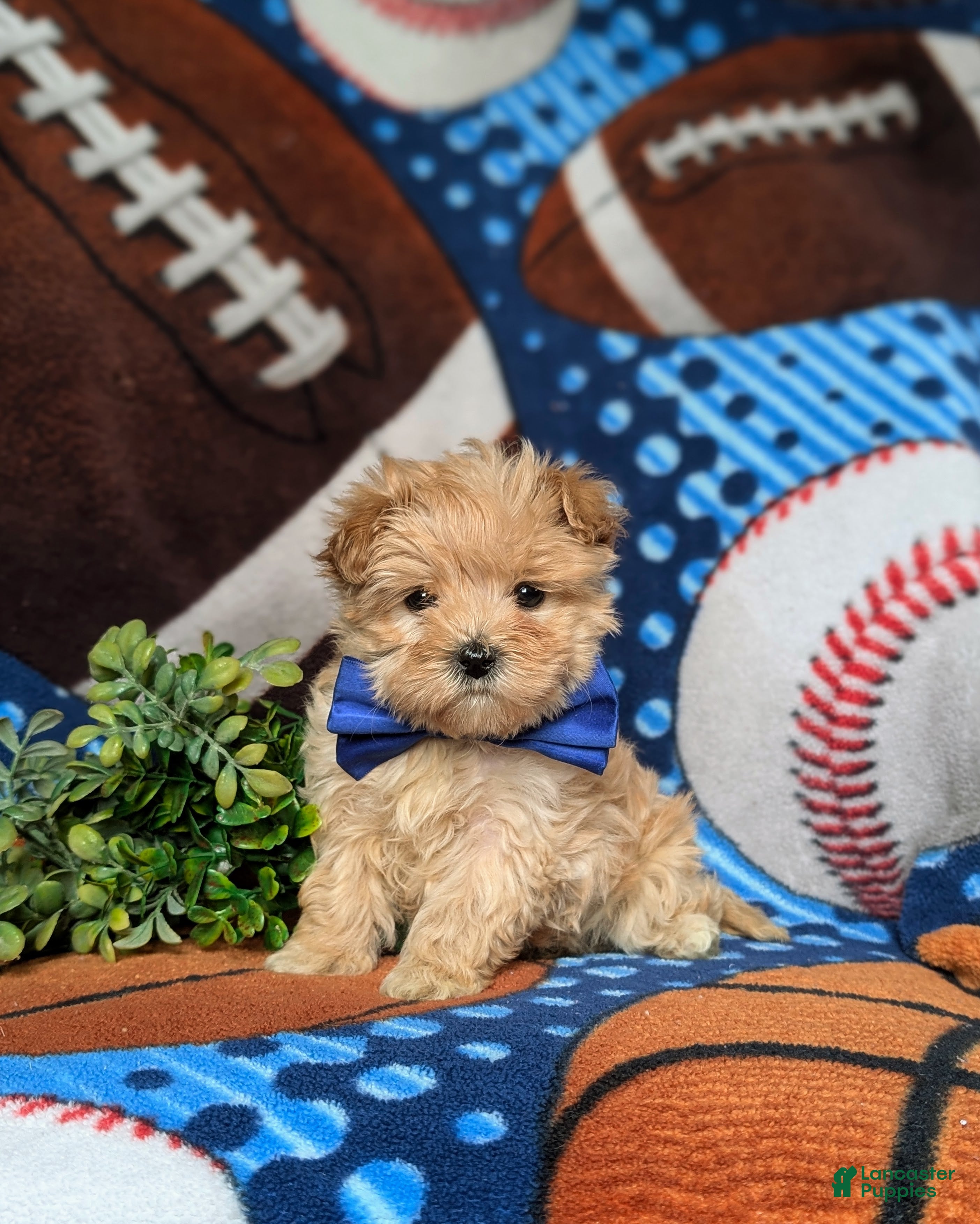 Maltipoo dogs Gilbert 7 lbs Full Grown - Ad 1