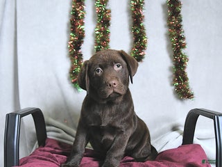 Labrador Retriever dogs Terry - Ad 17