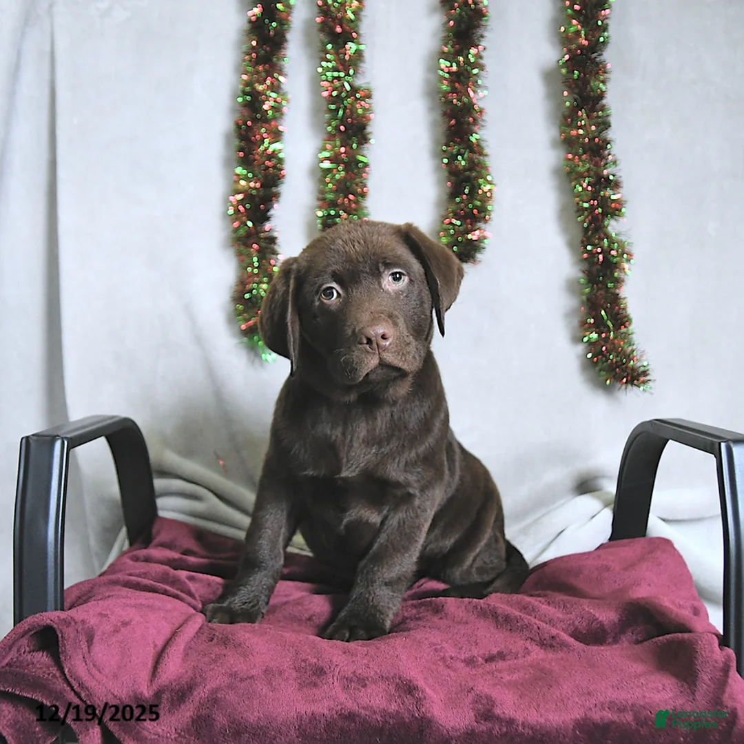 Labrador Retriever dogs for sale: Terry - Ad 1