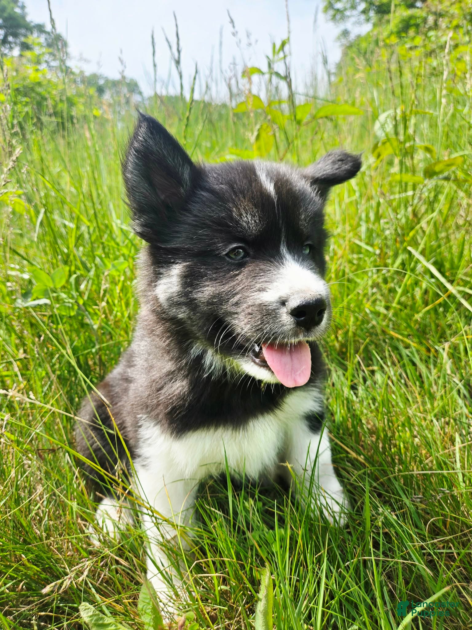 Mixed Breed dogs Doc - Ad 5
