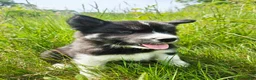 Mixed Breed dogs for sale: Doc - Ad 1