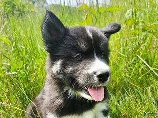 Mixed Breed dogs Doc - Ad 31