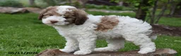 Miniature Poodle dogs for sale: Caramel - Ad 2