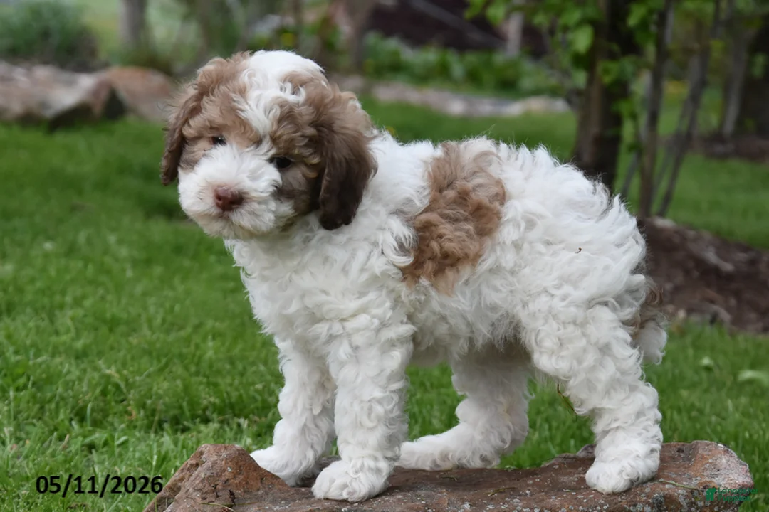 Miniature Poodle dogs for sale: Caramel - Ad 2