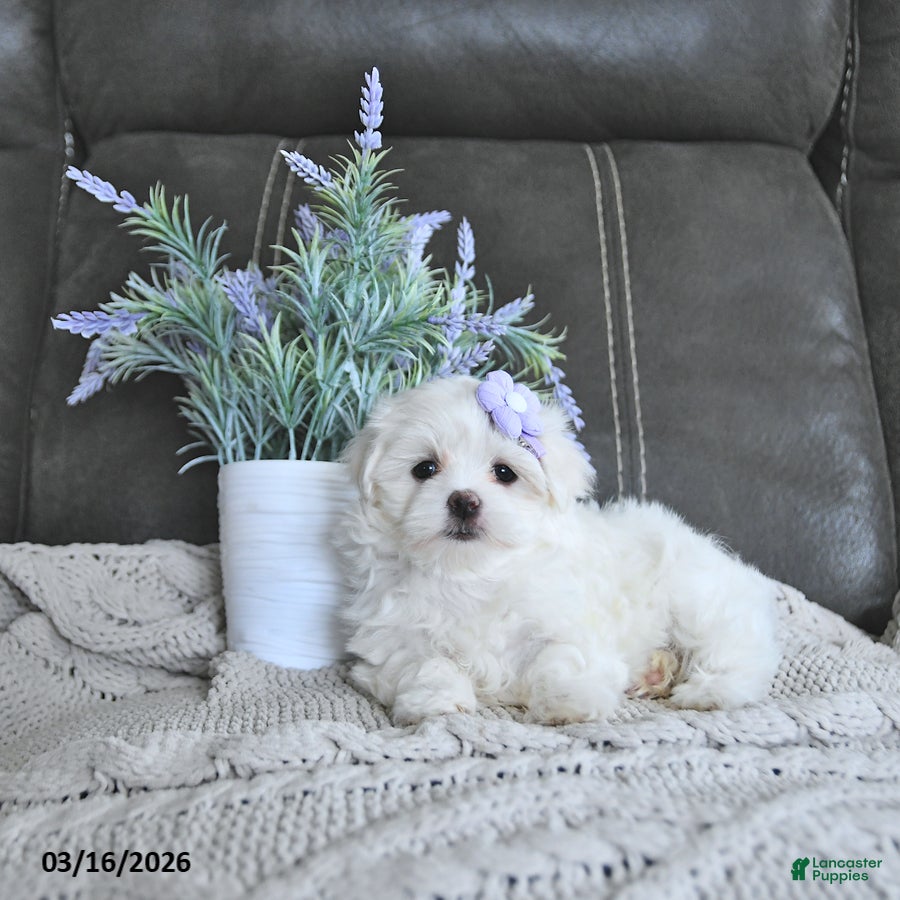 Maltese dogs Blossom EXTRA SMALL - Ad 1