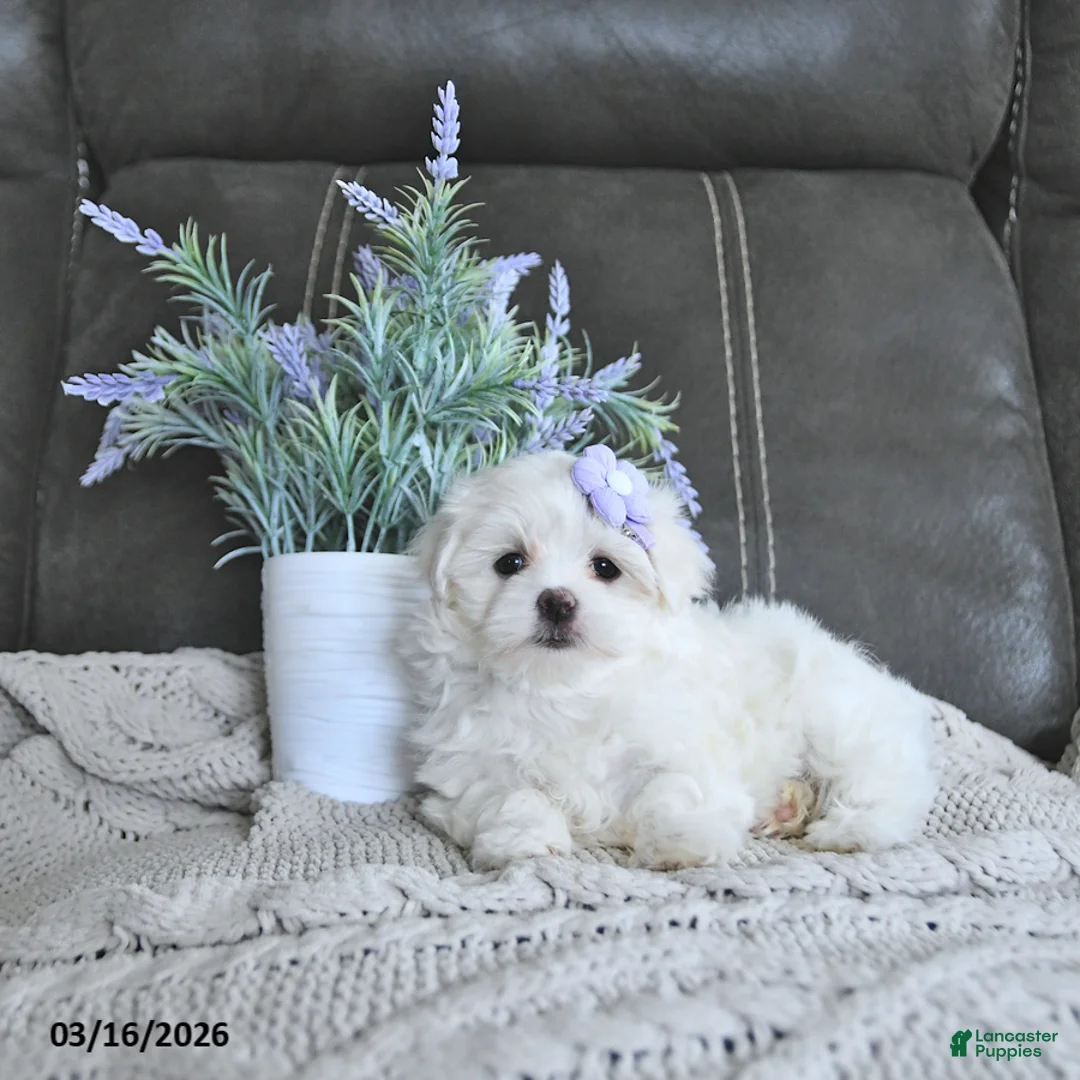 Maltese dogs for sale: Blossom EXTRA SMALL - Ad 1