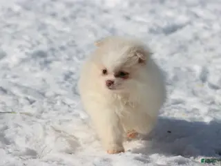 Pomeranian dogs Wispy - Ad 25