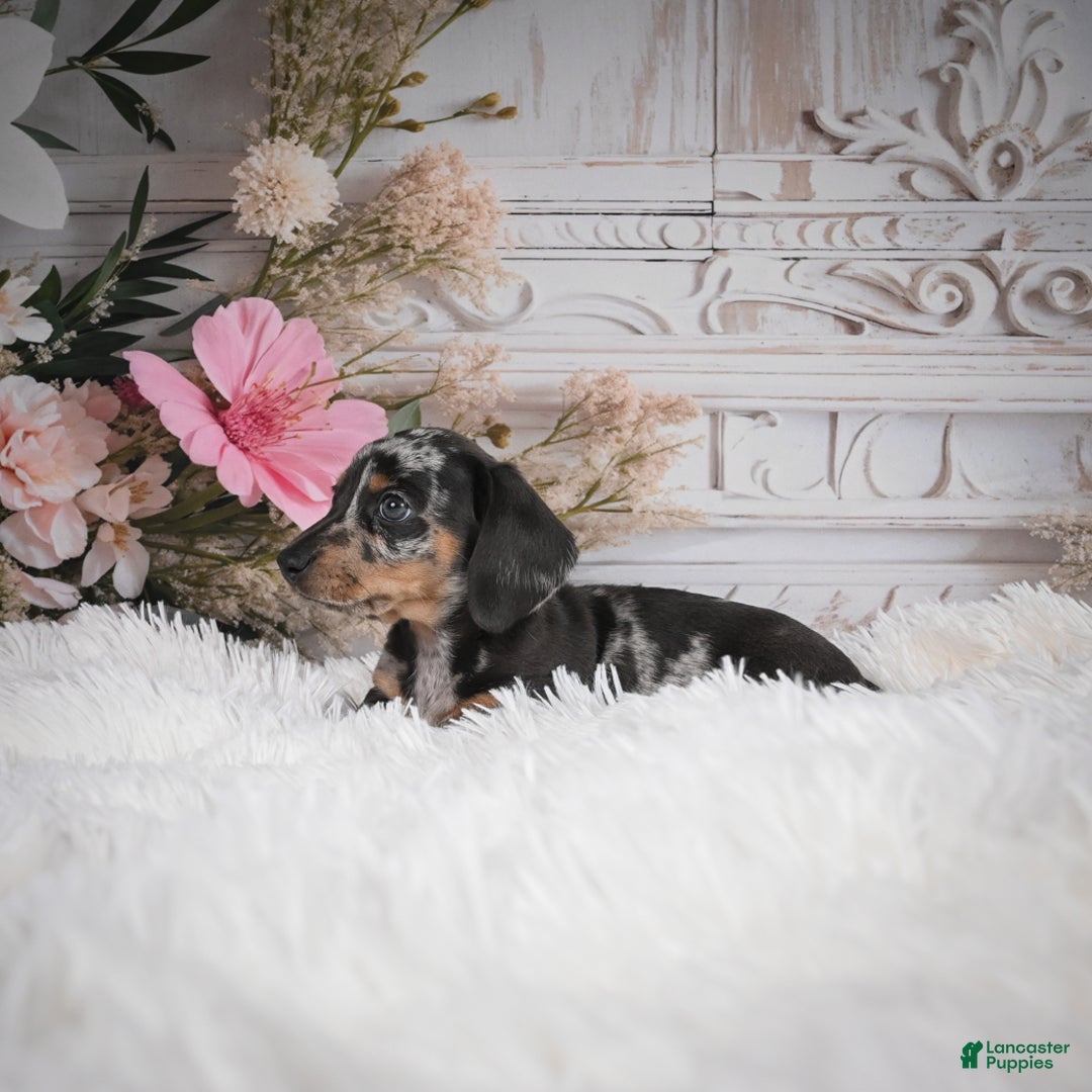 Miniature Dachshund dogs for sale: Phoenix-AKC - Ad 11